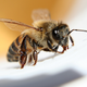 Illustration for article titled How a Bee Sting Saved My Life